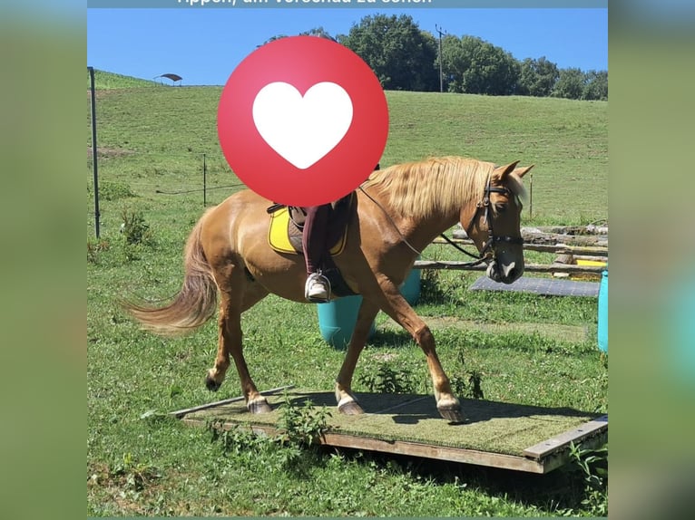 American Quarter Horse Mix Stute 12 Jahre 150 cm Fuchs in Linz