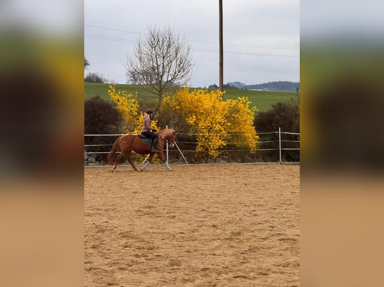 American Quarter Horse Mix Stute 12 Jahre 150 cm Fuchs in Linz