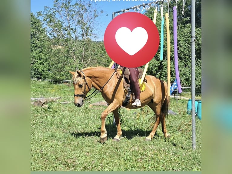 American Quarter Horse Mix Stute 12 Jahre 150 cm Fuchs in Linz