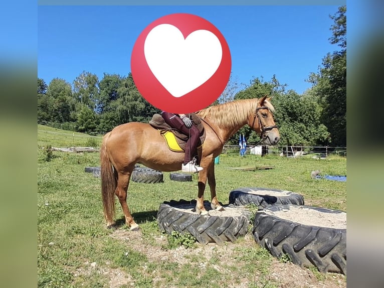 American Quarter Horse Mix Stute 12 Jahre 150 cm Fuchs in Linz