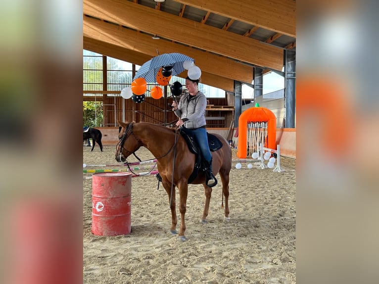 American Quarter Horse Stute 12 Jahre 150 cm Fuchs in Nidderau