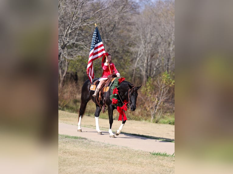 American Quarter Horse Stute 12 Jahre 150 cm Rappe in Forney