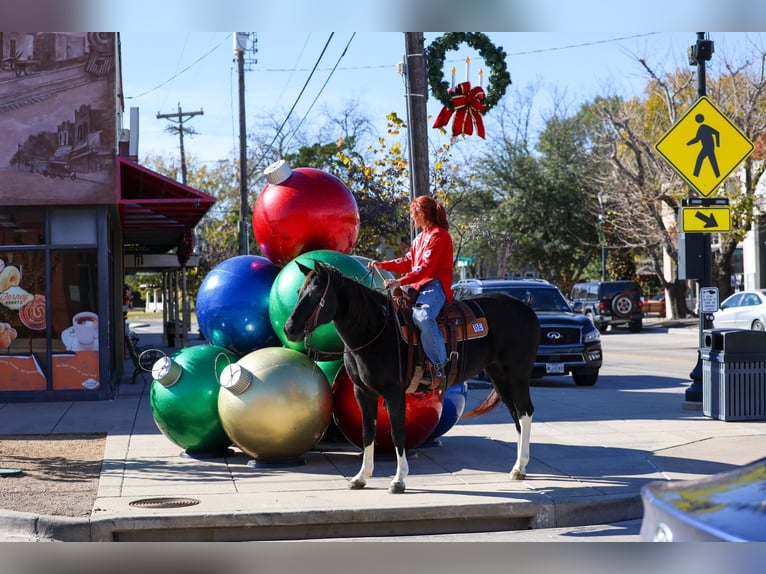 American Quarter Horse Stute 12 Jahre 150 cm Rappe in Forney