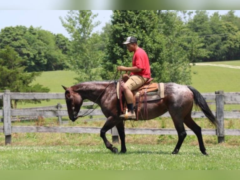 American Quarter Horse Stute 12 Jahre 150 cm Roan-Bay in Rineyville KY
