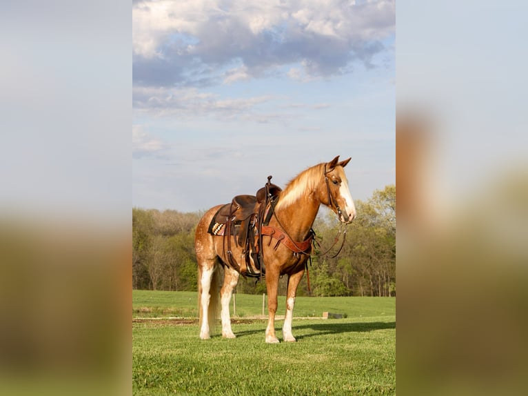 American Quarter Horse Mix Stute 12 Jahre 150 cm Sabino in Owensville