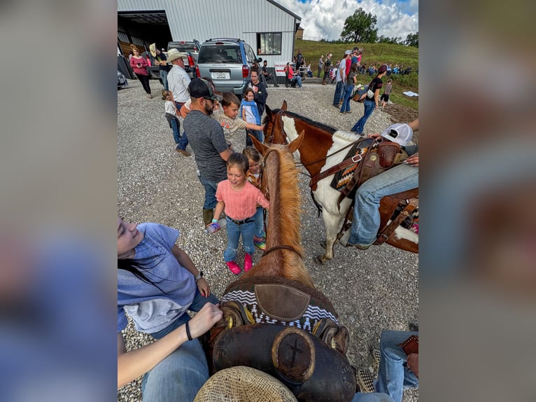 American Quarter Horse Mix Stute 12 Jahre 150 cm Sabino in Owensville