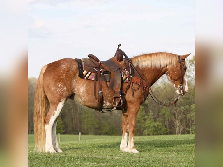 American Quarter Horse Stute 12 Jahre 150 cm Sabino in Owensville