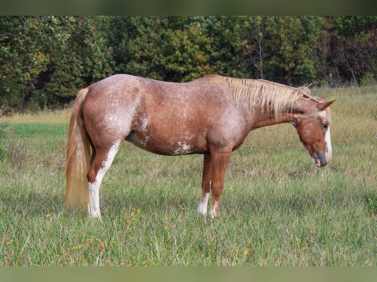 American Quarter Horse Stute 12 Jahre 150 cm Sabino in Owensville