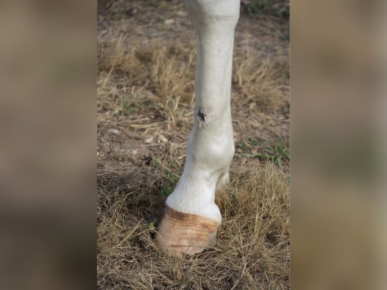 American Quarter Horse Stute 12 Jahre 150 cm Sabino in Owensville