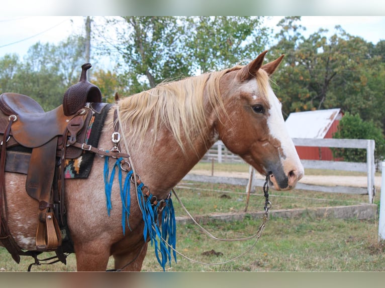 American Quarter Horse Stute 12 Jahre 150 cm Sabino in Owensville