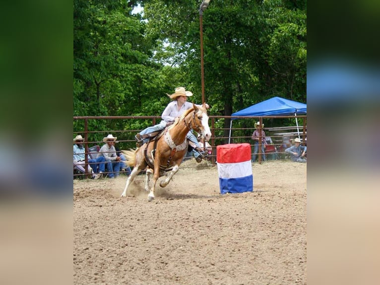 American Quarter Horse Stute 12 Jahre 150 cm Sabino in Owensville