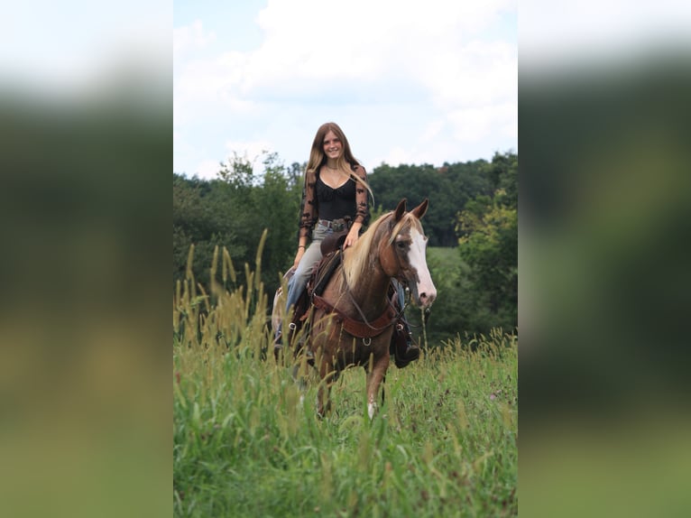 American Quarter Horse Stute 12 Jahre 150 cm Sabino in Owensville