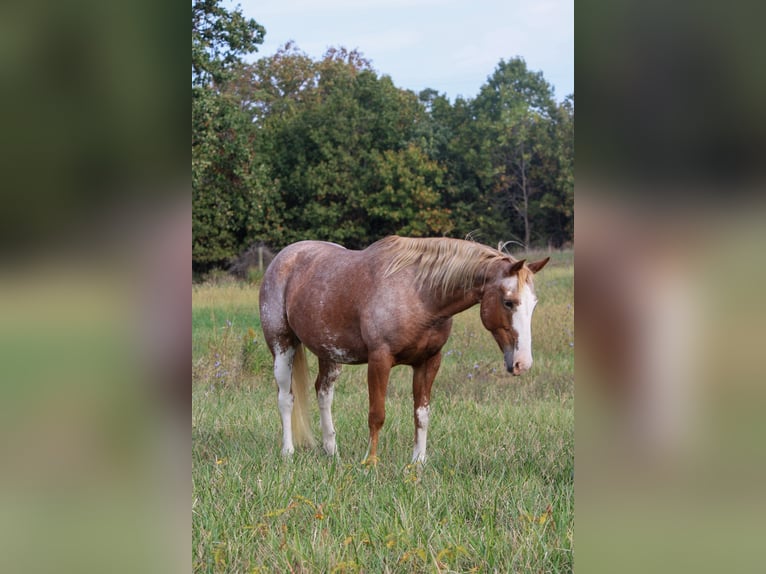American Quarter Horse Stute 12 Jahre 150 cm Sabino in Owensville