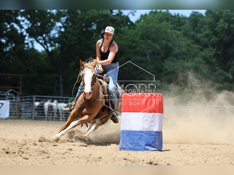 American Quarter Horse Stute 12 Jahre 150 cm Sabino in Owensville