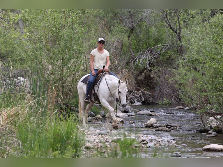 American Quarter Horse Stute 12 Jahre 150 cm Schimmel in Cottonwood AZ