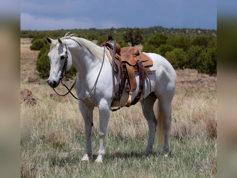 American Quarter Horse Stute 12 Jahre 150 cm Schimmel in Cottonwood AZ