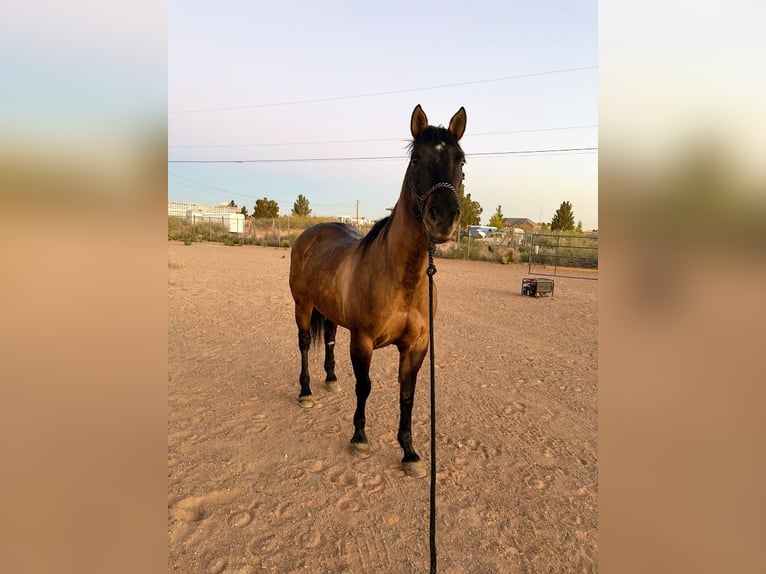 American Quarter Horse Stute 12 Jahre 152 cm Buckskin in El Paso