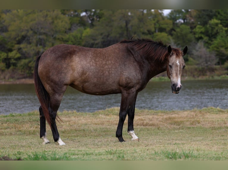 American Quarter Horse Stute 12 Jahre 152 cm Buckskin in Forney