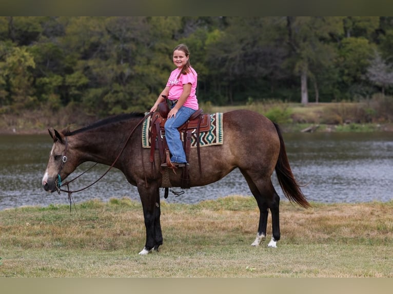 American Quarter Horse Stute 12 Jahre 152 cm Buckskin in Forney