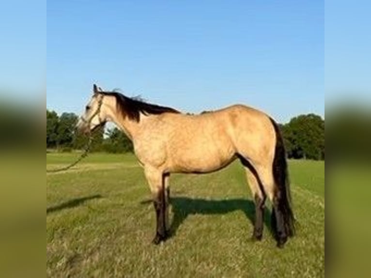 American Quarter Horse Stute 12 Jahre 152 cm Buckskin in Langenhagen
