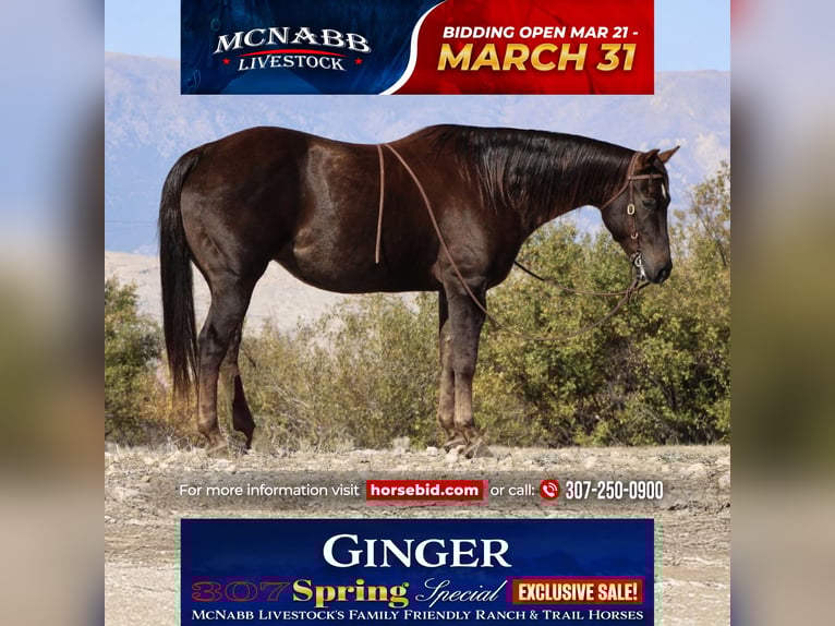 American Quarter Horse Stute 12 Jahre 152 cm Dunkelfuchs in Cody, WY