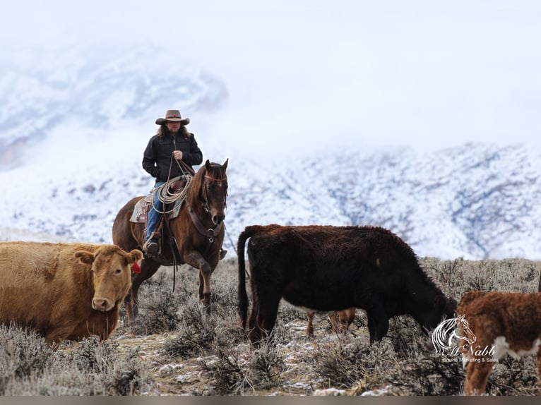 American Quarter Horse Stute 12 Jahre 152 cm Dunkelfuchs in Cody, WY