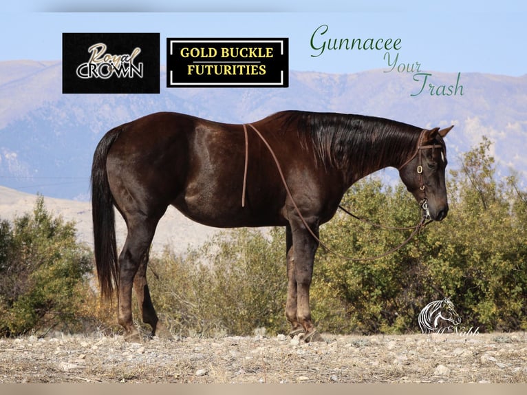 American Quarter Horse Stute 12 Jahre 152 cm Dunkelfuchs in Cody, WY