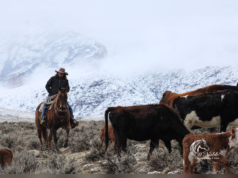 American Quarter Horse Stute 12 Jahre 152 cm Dunkelfuchs in Cody, WY