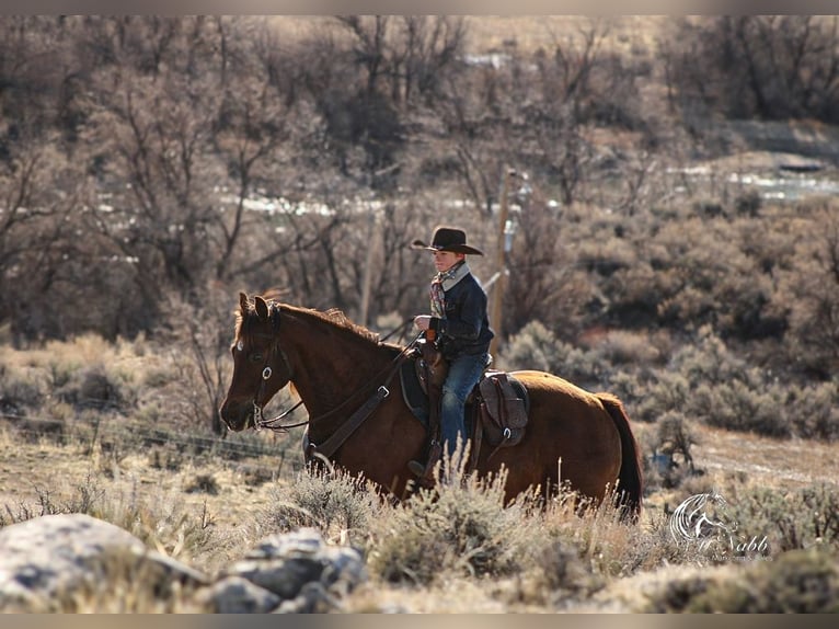 American Quarter Horse Stute 12 Jahre 152 cm Dunkelfuchs in Cody, WY