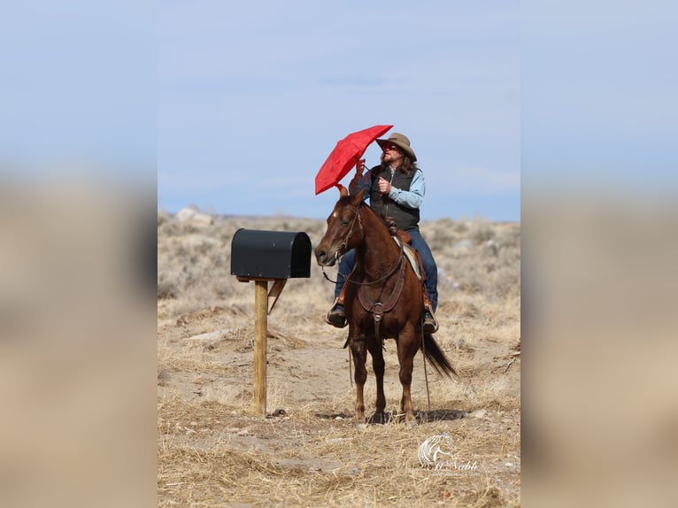 American Quarter Horse Stute 12 Jahre 152 cm Dunkelfuchs in Cody, WY