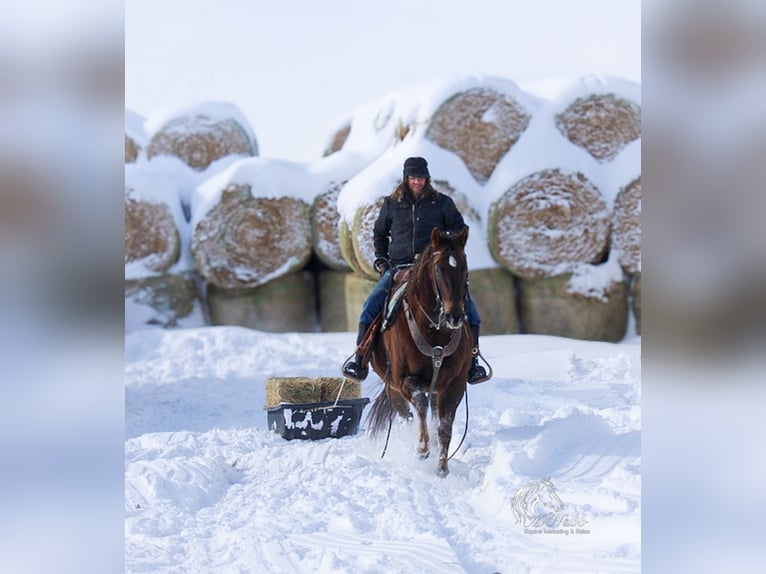 American Quarter Horse Stute 12 Jahre 152 cm Dunkelfuchs in Cody, WY