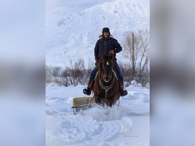 American Quarter Horse Stute 12 Jahre 152 cm Dunkelfuchs in Cody, WY