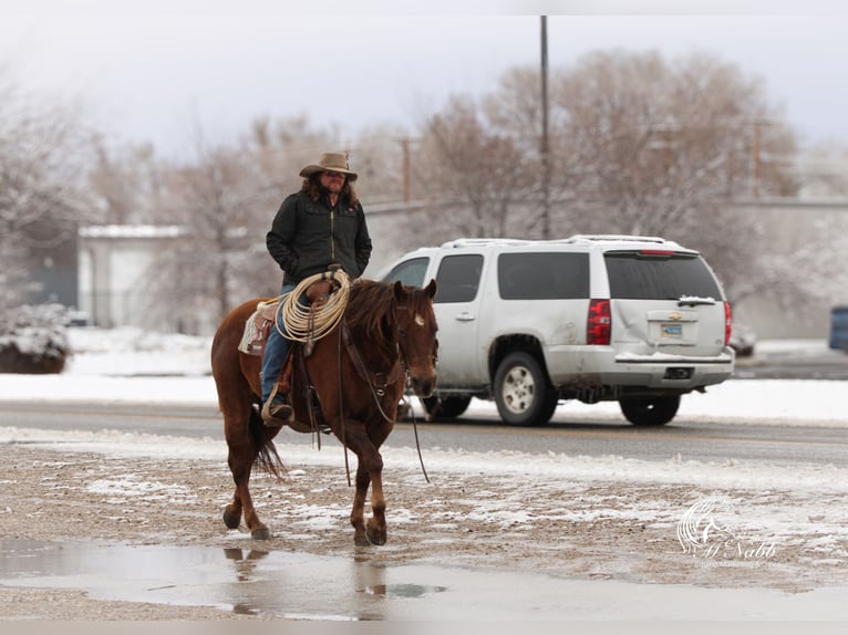 American Quarter Horse Stute 12 Jahre 152 cm Dunkelfuchs in Cody, WY