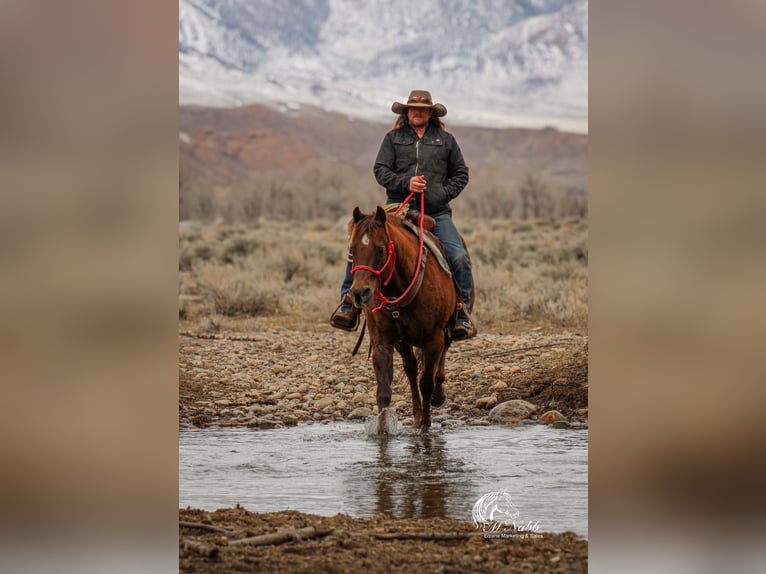 American Quarter Horse Stute 12 Jahre 152 cm Dunkelfuchs in Cody, WY