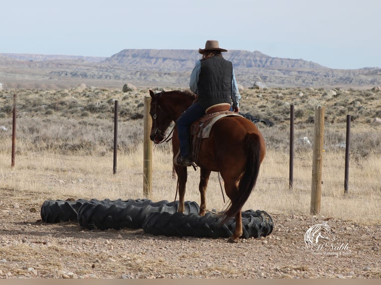American Quarter Horse Stute 12 Jahre 152 cm Dunkelfuchs in Cody, WY