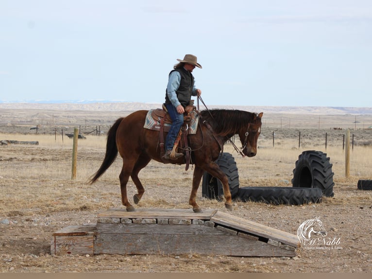 American Quarter Horse Stute 12 Jahre 152 cm Dunkelfuchs in Cody, WY