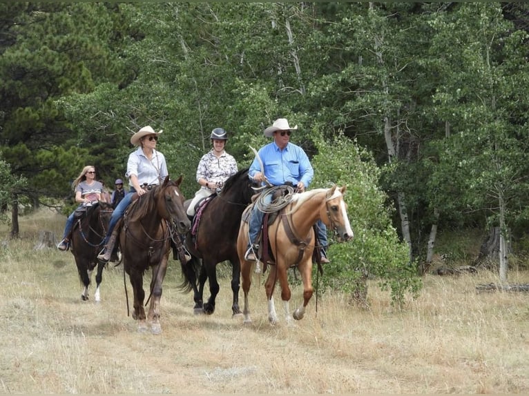 American Quarter Horse Stute 12 Jahre 152 cm Dunkelfuchs in Cody, WY