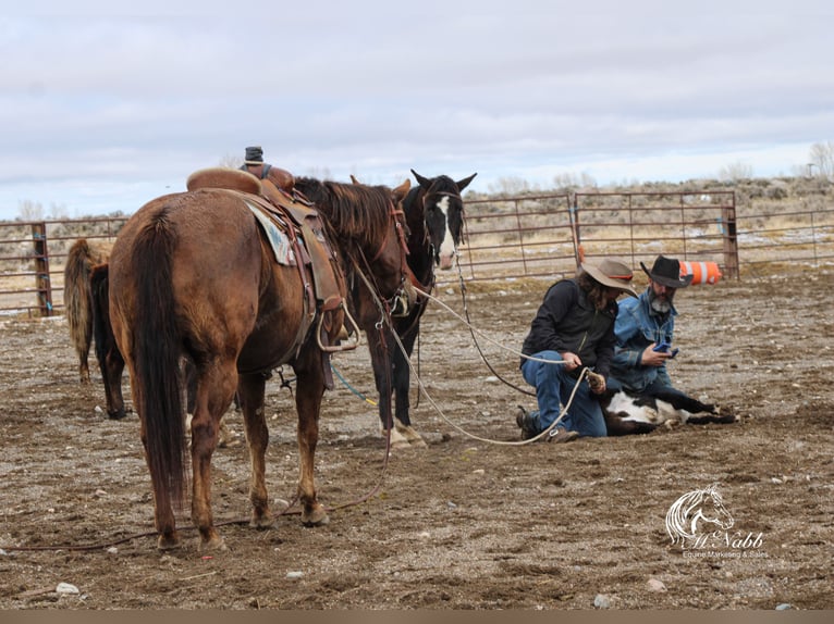 American Quarter Horse Stute 12 Jahre 152 cm Dunkelfuchs in Cody, WY