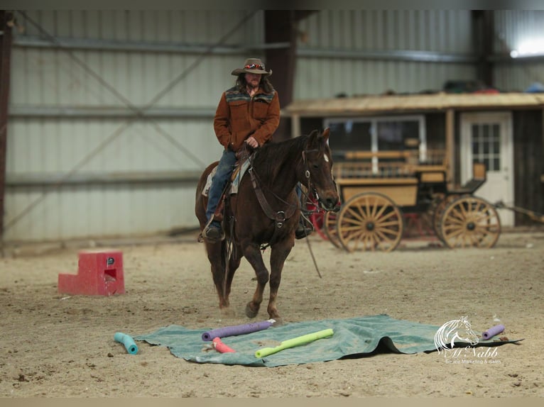 American Quarter Horse Stute 12 Jahre 152 cm Dunkelfuchs in Cody, WY