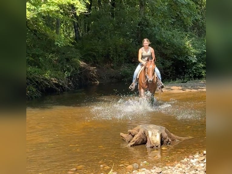 American Quarter Horse Stute 12 Jahre 152 cm Dunkelfuchs in Granby, CT