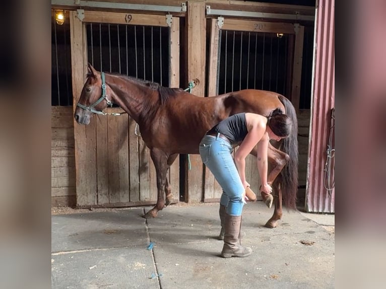 American Quarter Horse Stute 12 Jahre 152 cm Dunkelfuchs in Granby, CT