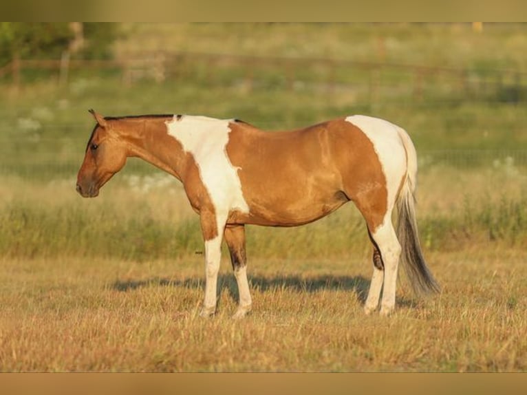 American Quarter Horse Stute 12 Jahre 152 cm Falbe in Granbury TX