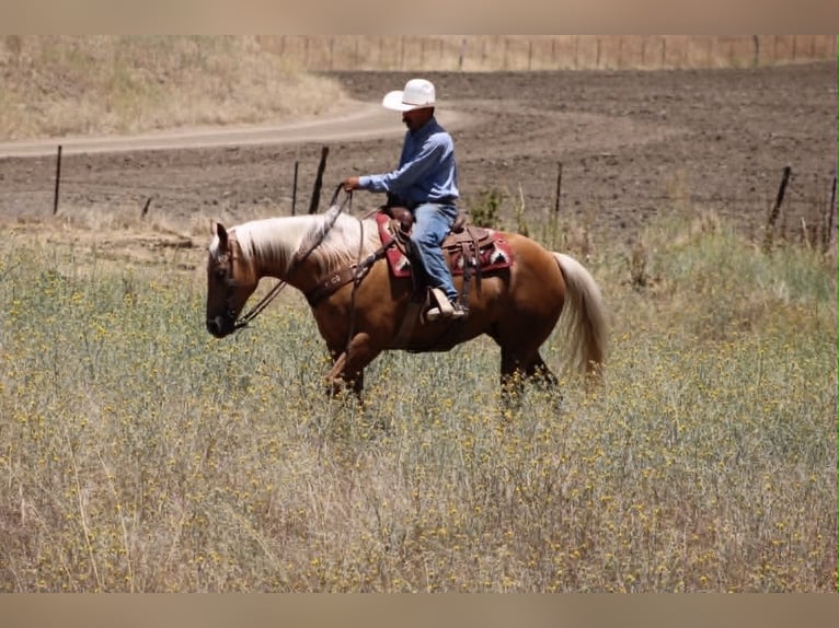 American Quarter Horse Stute 12 Jahre 152 cm Palomino in Tres Pinos