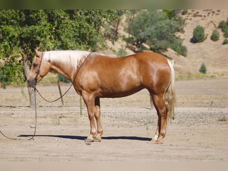 American Quarter Horse Stute 12 Jahre 152 cm Palomino in Tres Pinos