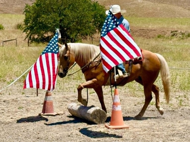 American Quarter Horse Stute 12 Jahre 152 cm Palomino in Tres Pinos