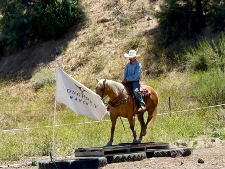 American Quarter Horse Stute 12 Jahre 152 cm Palomino in Tres Pinos
