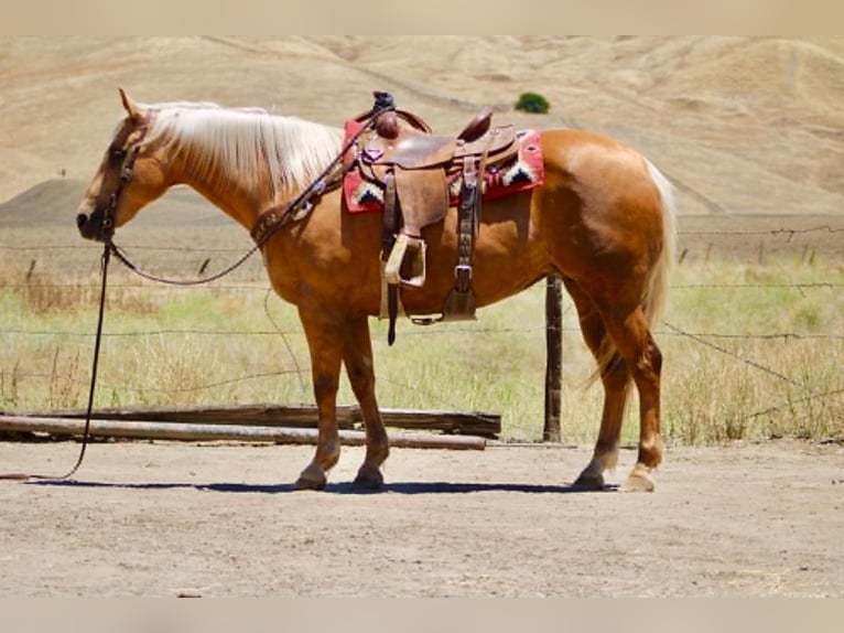 American Quarter Horse Stute 12 Jahre 152 cm Palomino in Tres Pinos