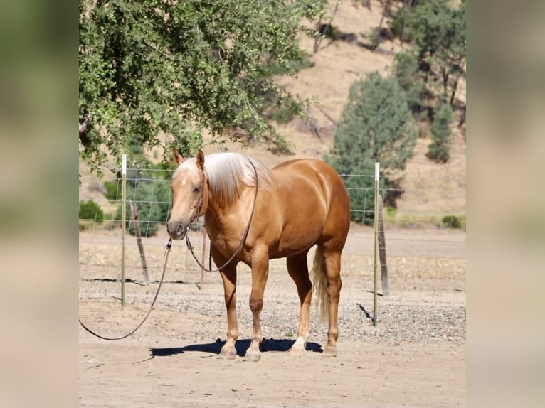 American Quarter Horse Stute 12 Jahre 152 cm Palomino in Tres Pinos