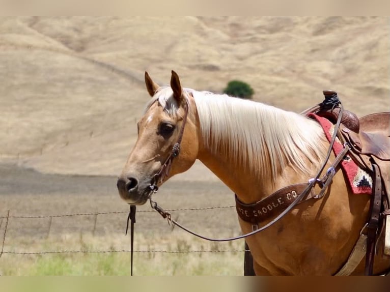 American Quarter Horse Stute 12 Jahre 152 cm Palomino in Tres Pinos