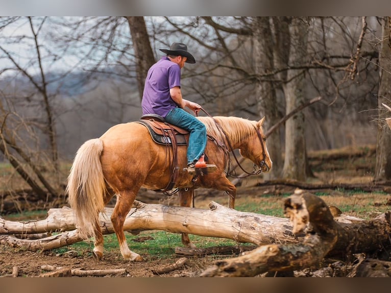 American Quarter Horse Stute 12 Jahre 152 cm Palomino in Santa Fe